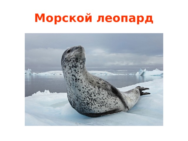 Морской леопард 