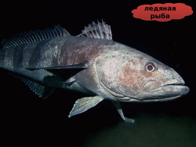 ледяная рыба 