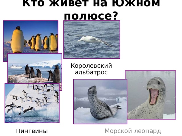 Кто живёт на Южном полюсе? Королевский альбатрос Пингвины Морской леопард 
