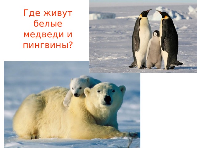 Где живут белые медведи и пингвины? 