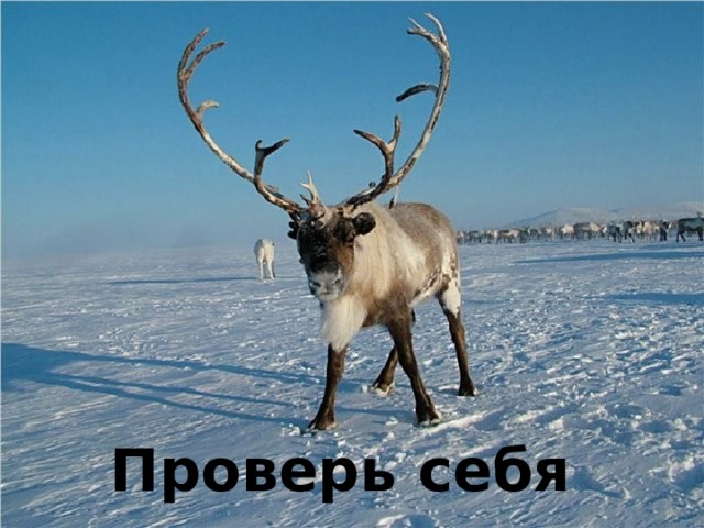 Проверь себя 