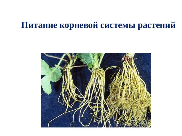 Питание корневой системы растений 