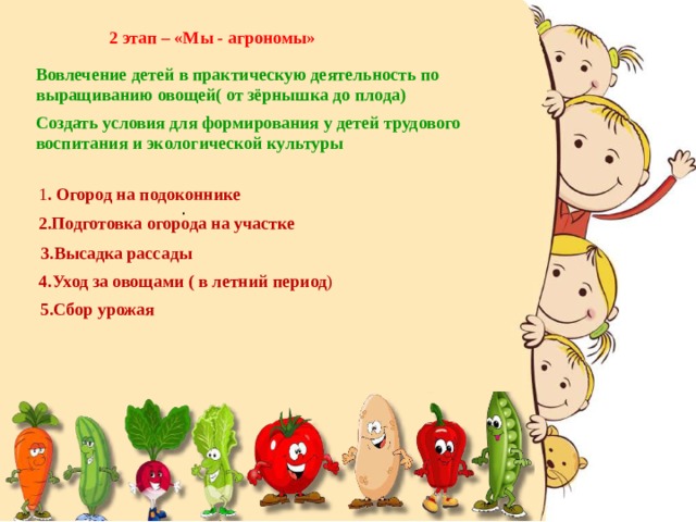 2 этап – «Мы - агрономы» Вовлечение детей в практическую деятельность по выращиванию овощей( от зёрнышка до плода) Создать условия для формирования у детей трудового воспитания и экологической культуры 1 . Огород на подоконнике . 2.Подготовка огорода на участке 3.Высадка рассады 4.Уход за овощами ( в летний период ) 5.Сбор урожая 