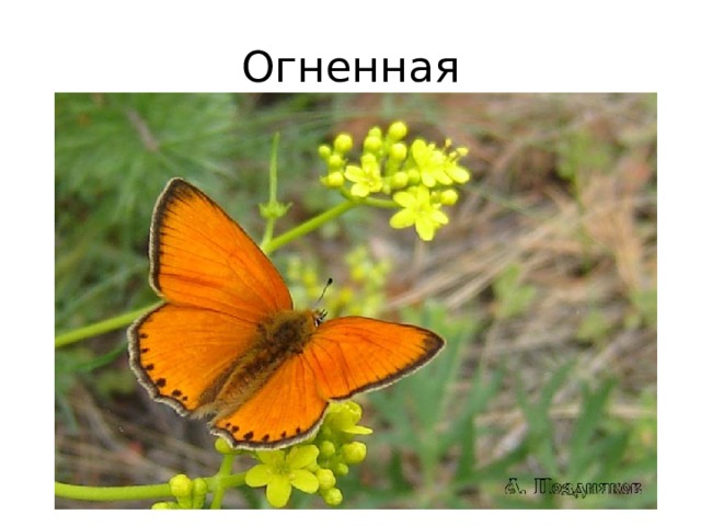 Огненная 