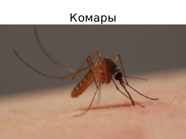 Комары 