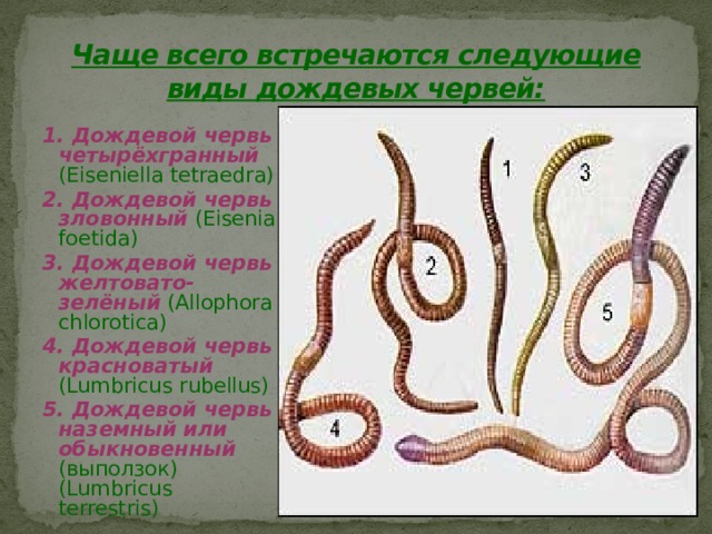 Чаще всего встречаются следующие виды дождевых червей: 1. Дождевой червь четырёхгранный  (Eiseniella tetraedra) 2. Дождевой червь зловонный  (Eisenia foetida) 3. Дождевой червь желтовато-зелёный  (Allophora chlorotica)  4. Дождевой червь красноватый  (Lumbricus rubellus) 5. Дождевой червь наземный или обыкновенный  (выползок) (Lumbricus terrestris) 
