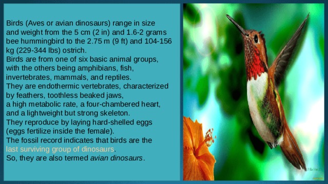 Birds (Aves or avian dinosaurs) range in size and weight from the 5 cm (2 in) and 1.6-2 grams bee hummingbird to the 2.75 m (9 ft) and 104-156 kg (229-344 lbs) ostrich. Birds are from one of six basic animal groups, with the others being amphibians, fish, invertebrates, mammals, and reptiles. They are endothermic vertebrates, characterized by feathers, toothless beaked jaws, a high metabolic rate, a four-chambered heart, and a lightweight but strong skeleton. They reproduce by laying hard-shelled eggs (eggs fertilize inside the female). The fossil record indicates that birds are the  last surviving group of dinosaurs . So, they are also termed  avian dinosaurs . 