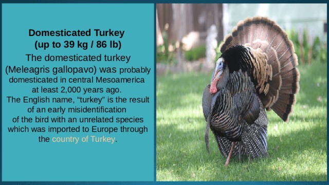 Domesticated Turkey (up to 39 kg / 86 lb)   The domesticated turkey (Meleagris gallopavo) was probably domesticated in central Mesoamerica at least 2,000 years ago. The English name, “turkey” is the result of an early misidentification of the bird with an unrelated species which was imported to Europe through the  country of Turkey .    