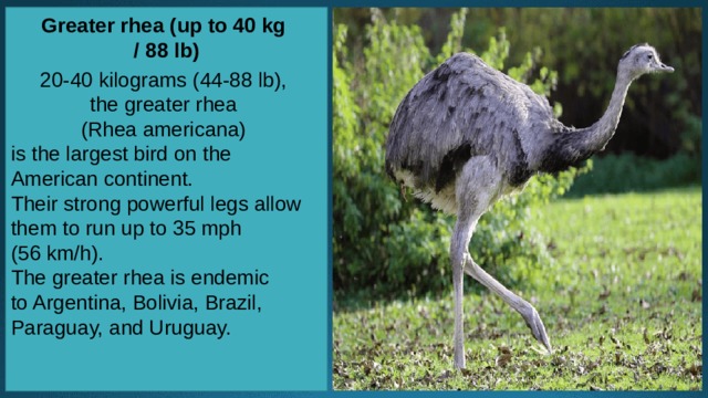 Greater rhea (up to 40 kg / 88 lb)   20-40 kilograms (44-88 lb), the greater rhea (Rhea americana) is the largest bird on the American continent. Their strong powerful legs allow them to run up to 35 mph (56 km/h). The greater rhea is endemic to Argentina, Bolivia, Brazil, Paraguay, and Uruguay. 
