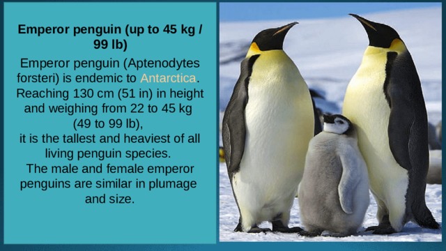 Emperor penguin (up to 45 kg /  99 lb)   Emperor penguin (Aptenodytes forsteri) is endemic to  Antarctica . Reaching 130 cm (51 in) in height and weighing from 22 to 45 kg (49 to 99 lb), it is the tallest and heaviest of all living penguin species. The male and female emperor penguins are similar in plumage and size.    