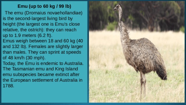 Emu (up to 60 kg / 99 lb)   The emu (Dromaius novaehollandiae) is the second-largest living bird by height (the largest one is Emu’s close relative, the ostrich): they can reach up to 1.9 meters (6.2 ft). Emus weigh between 18 and 60 kg (40 and 132 lb). Females are slightly larger than males. They can sprint at speeds of 48 km/h (30 mph). Today, the Emu is endemic to Australia. The Tasmanian emu and King Island emu subspecies became extinct after the European settlement of Australia in 1788. 