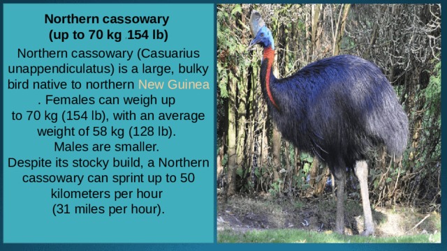 Northern cassowary (up to 70 kg / 154 lb)   Northern cassowary (Casuarius unappendiculatus) is a large, bulky bird native to northern  New Guinea . Females can weigh up to 70 kg (154 lb), with an average weight of 58 kg (128 lb). Males are smaller. Despite its stocky build, a Northern cassowary can sprint up to 50 kilometers per hour (31 miles per hour).    