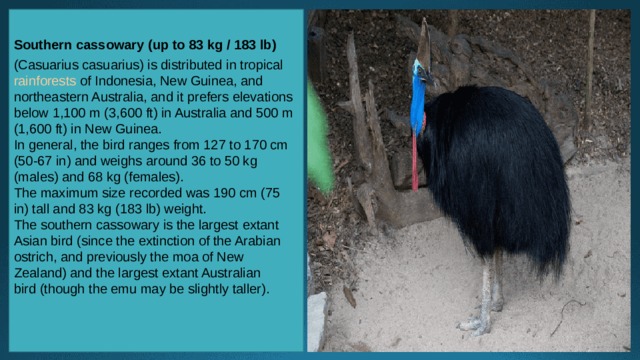 Southern cassowary (up to 83 kg / 183 lb)  (Casuarius casuarius) is distributed in tropical  rainforests  of Indonesia, New Guinea, and northeastern Australia, and it prefers elevations below 1,100 m (3,600 ft) in Australia and 500 m (1,600 ft) in New Guinea. In general, the bird ranges from 127 to 170 cm (50-67 in) and weighs around 36 to 50 kg (males) and 68 kg (females). The maximum size recorded was 190 cm (75 in) tall and 83 kg (183 lb) weight. The southern cassowary is the largest extant Asian bird (since the extinction of the Arabian ostrich, and previously the moa of New Zealand) and the largest extant Australian bird (though the emu may be slightly taller). 