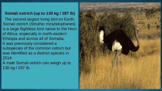 Somali ostrich (up to 130 kg / 287 lb)   The second-largest living bird on Earth, Somali ostrich (Struthio molybdophanes) is a large flightless bird native to the Horn of Africa, especially in north-eastern Ethiopia and across all of Somalia. It was previously considered a subspecies of the common ostrich but was identified as a distinct species in 2014. A male Somali ostrich can weigh up to 130 kg / 287 lb. 