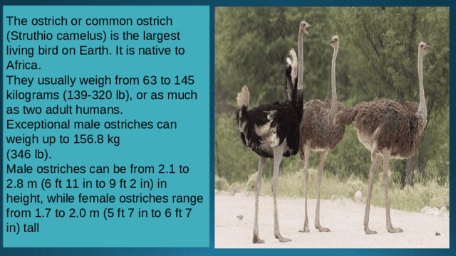 The ostrich or common ostrich (Struthio camelus) is the largest living bird on Earth. It is native to Africa. They usually weigh from 63 to 145 kilograms (139-320 lb), or as much as two adult humans. Exceptional male ostriches can weigh up to 156.8 kg (346 lb). Male ostriches can be from 2.1 to 2.8 m (6 ft 11 in to 9 ft 2 in) in height, while female ostriches range from 1.7 to 2.0 m (5 ft 7 in to 6 ft 7 in) tall 