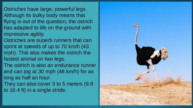 Ostriches have large, powerful legs. Although its bulky body means that flying is out of the question, the ostrich has adapted to life on the ground with impressive agility. Ostriches are superb runners that can sprint at speeds of up to 70 km/h (43 mph). This also makes the ostrich the fastest animal on two legs. The ostrich is also an endurance runner and can jog at 30 mph (48 km/h) for as long as half an hour. They can also cover 3 to 5 meters (9.8 to 16.4 ft) in a single stride. 