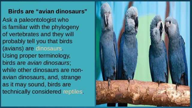  Birds are “avian dinosaurs”  Ask a paleontologist who is familiar with the phylogeny of vertebrates and they will probably tell you that birds (avians) are  dinosaurs . Using proper terminology, birds are  avian dinosaurs ; while other dinosaurs are non-avian dinosaurs, and, strange as it may sound, birds are technically considered  reptiles . 