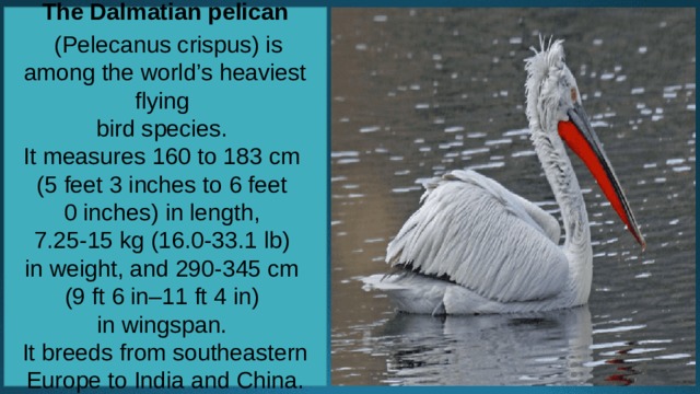  The Dalmatian pelican   (Pelecanus crispus) is among the world’s heaviest flying bird species. It measures 160 to 183 cm (5 feet 3 inches to 6 feet 0 inches) in length, 7.25-15 kg (16.0-33.1 lb) in weight, and 290-345 cm (9 ft 6 in–11 ft 4 in) in wingspan. It breeds from southeastern Europe to India and China.    