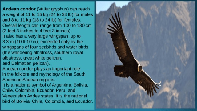 Andean condor (Vultur gryphus) can reach a weight of 11 to 15 kg (24 to 33 lb) for males and 8 to 11 kg (18 to 24 lb) for females. Overall length can range from 100 to 130 cm (3 feet 3 inches to 4 feet 3 inches). It also has a very large wingspan, up to 3.3 m (10 ft 10 in), exceeded only by the wingspans of four seabirds and water birds (the wandering albatross, southern royal albatross, great white pelican, and Dalmatian pelican). Andean condor plays an important role in the folklore and mythology of the South American Andean regions. It is a national symbol of Argentina, Bolivia, Chile, Colombia, Ecuador, Peru, and Venezuelan Andes states. It is the national bird of Bolivia, Chile, Colombia, and Ecuador. 