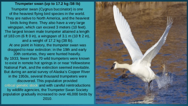  Trumpeter swan (up to 17.2 kg /38 lb)  Trumpeter swan (Cygnus buccinator) is one of the heaviest flying bird species in the world. They are native to North America, and the heaviest birds living there. They also have a very large wingspan, which can exceed 3 meters (10 feet). The largest known male trumpeter attained a length of 183 cm (6 ft 0 in), a wingspan of 3.1 m (10 ft 2 in), and a weight of 17.2 kg (38 lb). At one point in history, the trumpeter swan was dragged to near extinction: in the 19th and early 20th centuries, they were hunted heavily. By 1933, fewer than 70 wild trumpeters were known to exist in remote hot springs in or near Yellowstone National Park, and the extinction seemed inevitable. But during an aerial survey of Alaska’s Copper River in the 1950s, several thousand trumpeters were discovered. This population provided  critical genetic stock  and with careful reintroductions by wildlife agencies, the Trumpeter Swan Society population gradually increased to over 46,000 birds by 2010.    