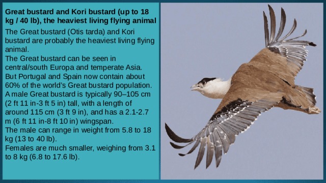 Great bustard and Kori bustard (up to 18 kg / 40 lb), the heaviest living flying animal   The Great bustard (Otis tarda) and Kori bustard are probably the heaviest living flying animal. The Great bustard can be seen in central/south Europa and temperate Asia. But Portugal and Spain now contain about 60% of the world’s Great bustard population. A male Great bustard is typically 90–105 cm (2 ft 11 in-3 ft 5 in) tall, with a length of around 115 cm (3 ft 9 in), and has a 2.1-2.7 m (6 ft 11 in-8 ft 10 in) wingspan. The male can range in weight from 5.8 to 18 kg (13 to 40 lb). Females are much smaller, weighing from 3.1 to 8 kg (6.8 to 17.6 lb). 