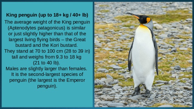 King penguin (up to 18+ kg / 40+ lb)   The average weight of the King penguin (Aptenodytes patagonicus) is similar or just slightly higher than that of the largest living flying birds – the Great bustard and the Kori bustard. They stand at 70 to 100 cm (28 to 39 in) tall and weighs from 9.3 to 18 kg (21 to 40 lb). Males are slightly larger than females. It is the second-largest species of penguin (the largest is the Emperor penguin).    