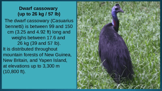 Dwarf cassowary (up to 26 kg / 57 lb)   The dwarf cassowary (Casuarius bennetti) is between 99 and 150 cm (3.25 and 4.92 ft) long and weighs between 17.6 and 26 kg (39 and 57 lb). It is distributed throughout mountain forests of New Guinea, New Britain, and Yapen Island, at elevations up to 3,300 m (10,800 ft). 