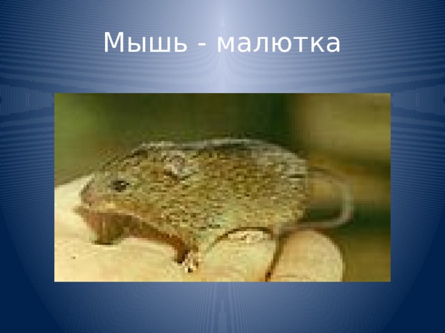 Мышь - малютка 