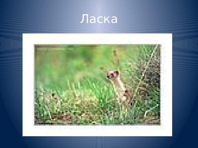 Ласка 