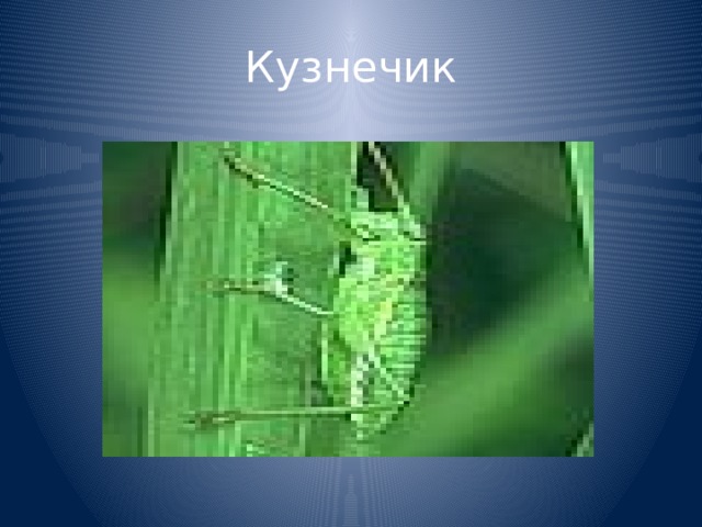 Кузнечик 