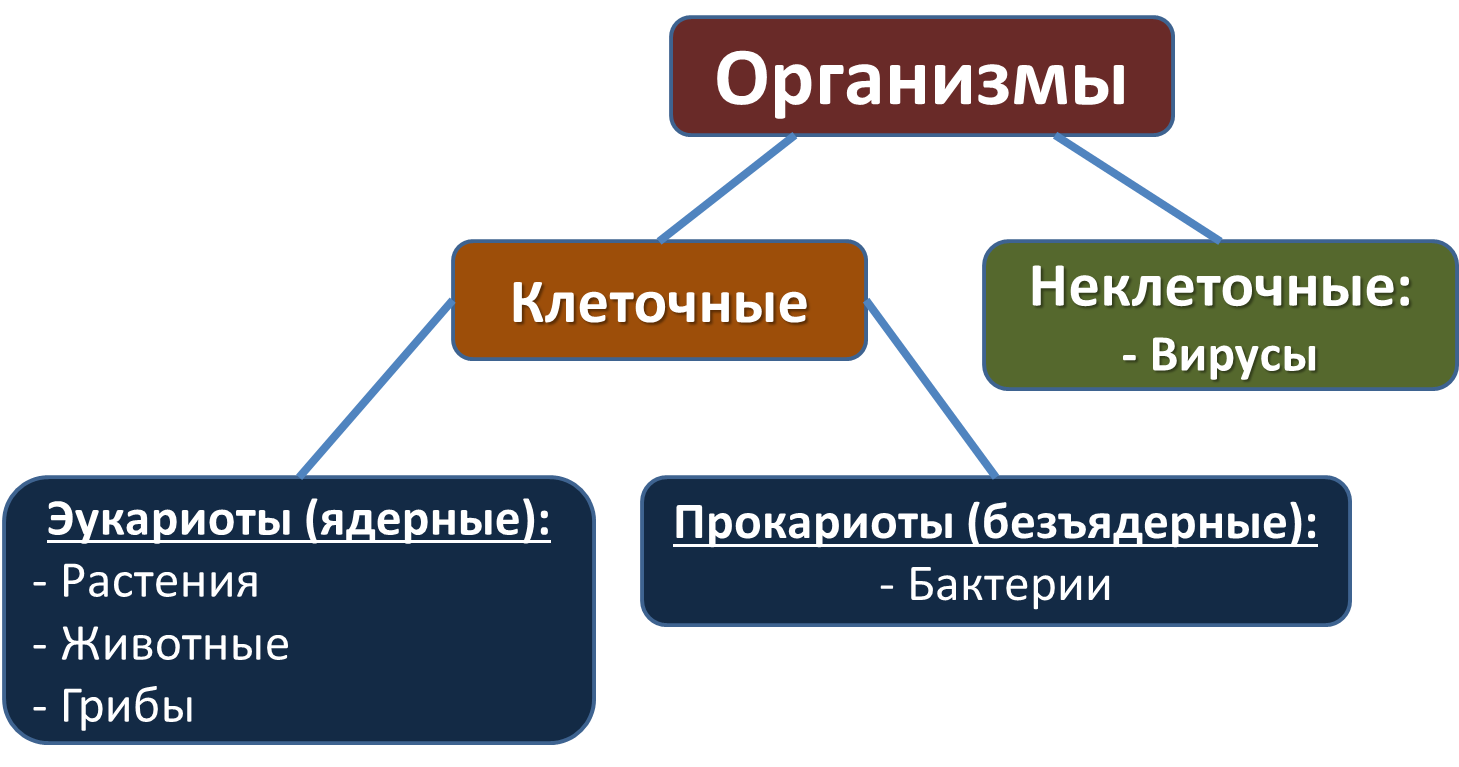 Особенности клеточного организма. Клетки разных Царств. Строение клеток организмов разных Царств. Строение растительной животной и грибной клетки. Вирусы и бактерии отличия.