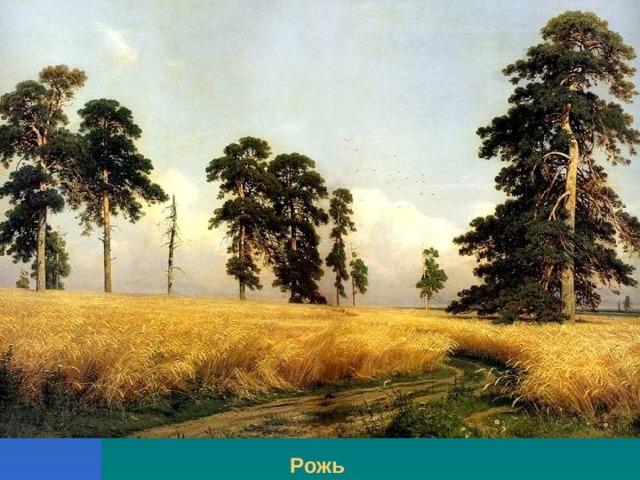 Рожь 