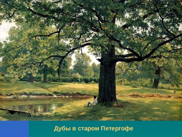 Дубы в старом Петергофе 