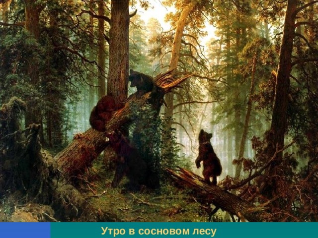 Утро в сосновом лесу 
