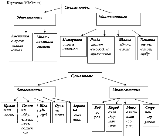 Классификация плодов схема 6 класс по биологии