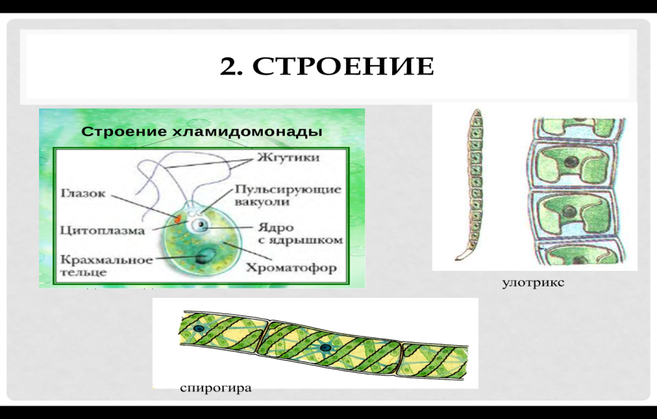 Схема строения клетки водоросли