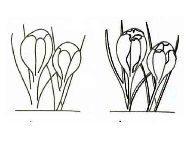 Весенние цветы нарисовать поэтапно