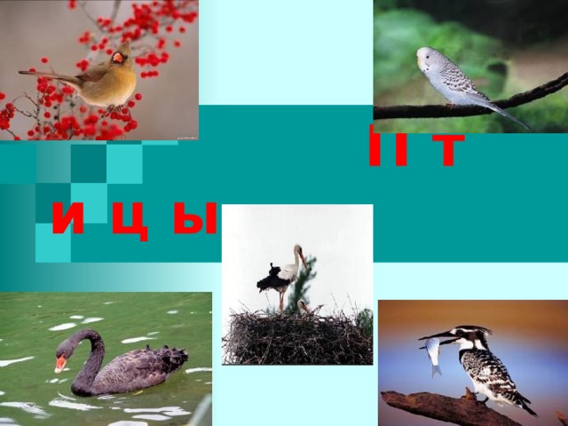     П т и ц ы 