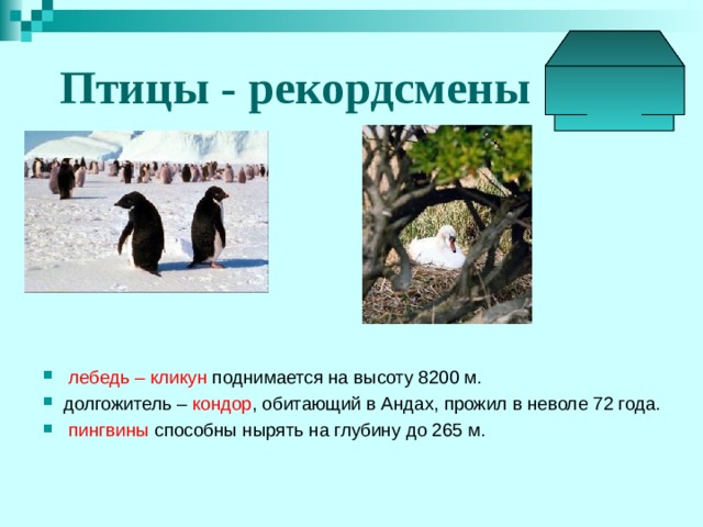  Птицы - рекордсмены  лебедь – кликун поднимается на высоту 8200 м. долгожитель – кондор , обитающий в Андах, прожил в неволе 72 года.  пингвины способны нырять на глубину до 265 м. 