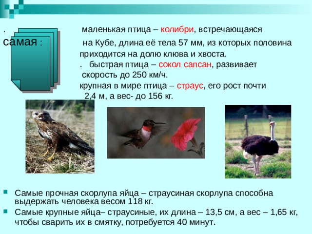 . маленькая птица – колибри , встречающаяся самая : на Кубе, длина её тела 57 мм, из которых половина  приходится на долю клюва и хвоста.  . быстрая птица – сокол сапсан , развивает  скорость до 250 км/ч.  крупная в мире птица – страус , его рост почти  2,4 м, а вес- до 156 кг. Самые прочная скорлупа яйца – страусиная скорлупа способна выдержать человека весом 118 кг. Самые крупные яйца– страусиные, их длина – 13,5 см, а вес – 1,65 кг, чтобы сварить их в смятку, потребуется 40 минут . 