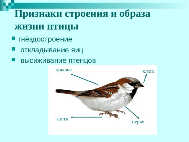 Признаки строения и образа жизни птицы гнёздостроение  откладывание яиц  высиживание птенцов  крылья клюв  когти  перья 