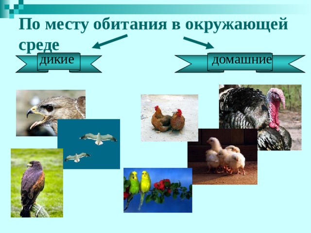 По месту обитания в окружающей среде дикие  домашние 