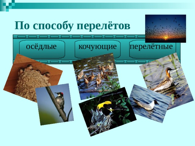  По способу перелётов осёдлые кочующие перелётные 