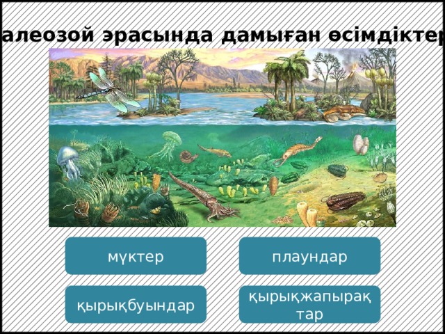 Палеозой эрасында дамыған өсімдіктер: мүктер плаундар қырықбуындар қырықжапырақтар  