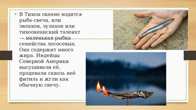 В Тихом океане водится рыба-свеча, или эвлахон, эулахон или тихоокеанский талеихт — маленькая рыбка семейства лососевых. Она содержит много жира. Индейцы Северной Америки высушивали её, продевали сквозь неё фитиль и жгли как обычную свечу. 