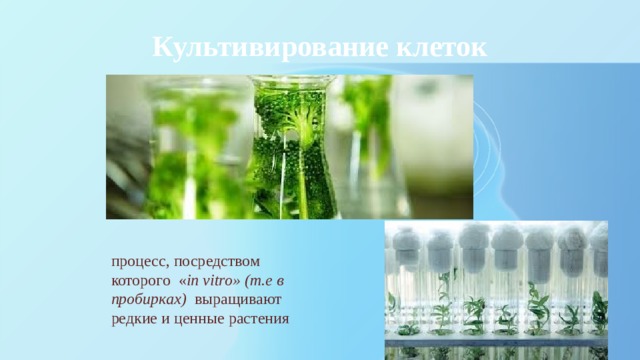 Культивирование клеток процесс, посредством которого  « in vitro» (т.е в пробирках)   выращивают редкие и ценные растения 