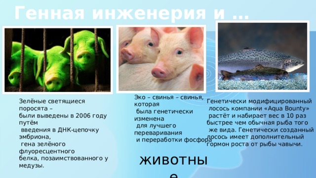 Генная инженерия и … Эко – свинья – свинья, которая  была генетически изменена  для лучшего переваривания  и переработки фосфора Зелёные светящиеся поросята – Генетически модифицированный были выведены в 2006 году путём  лосось компании «Aqua Bounty»  введения в ДНК-цепочку эмбриона,  растёт и набирает вес в 10 раз  гена зелёного флуоресцентного быстрее чем обычная рыба того белка, позаимствованного у медузы.  же вида. Генетически созданный лосось имеет дополнительный гормон роста от рыбы чавычи. животные 
