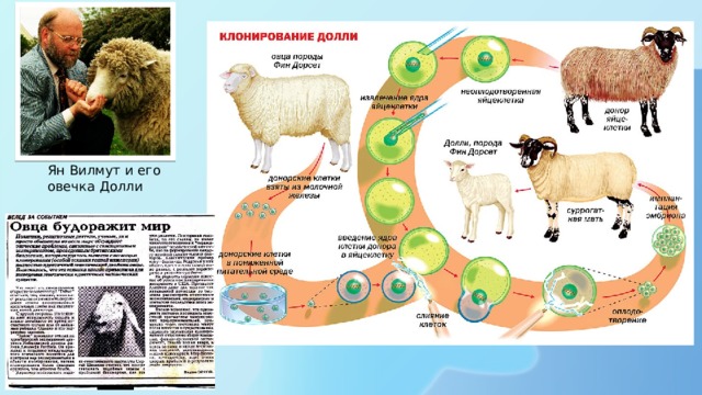 Овечка долли схема клонирования