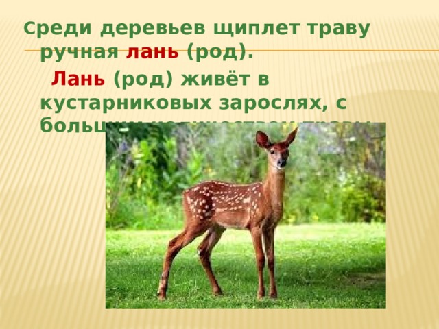 Щиплет травку падеж. Лань род. Лань какого рода. Лань род существительного. Лань женского рода.