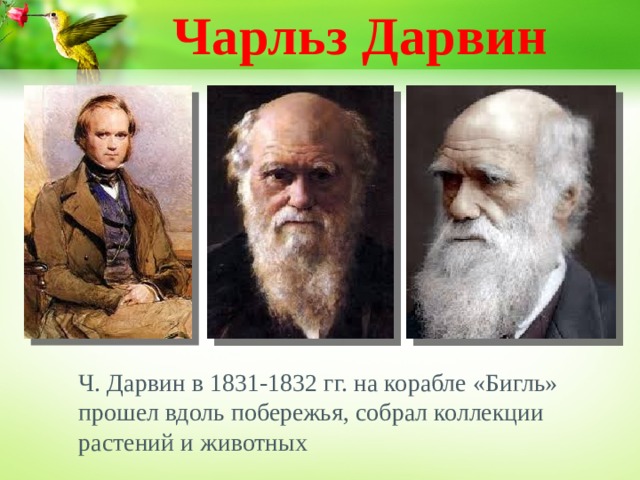 Чарльз Дарвин Ч. Дарвин в 1831-1832 гг. на корабле «Бигль» прошел вдоль побережья, собрал коллекции растений и животных